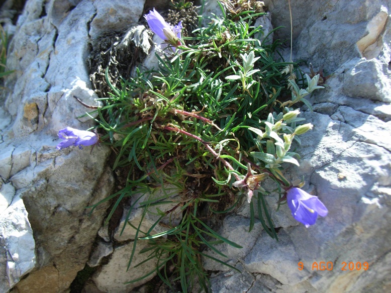 Monte Miletto - Edraianthus graminifolius